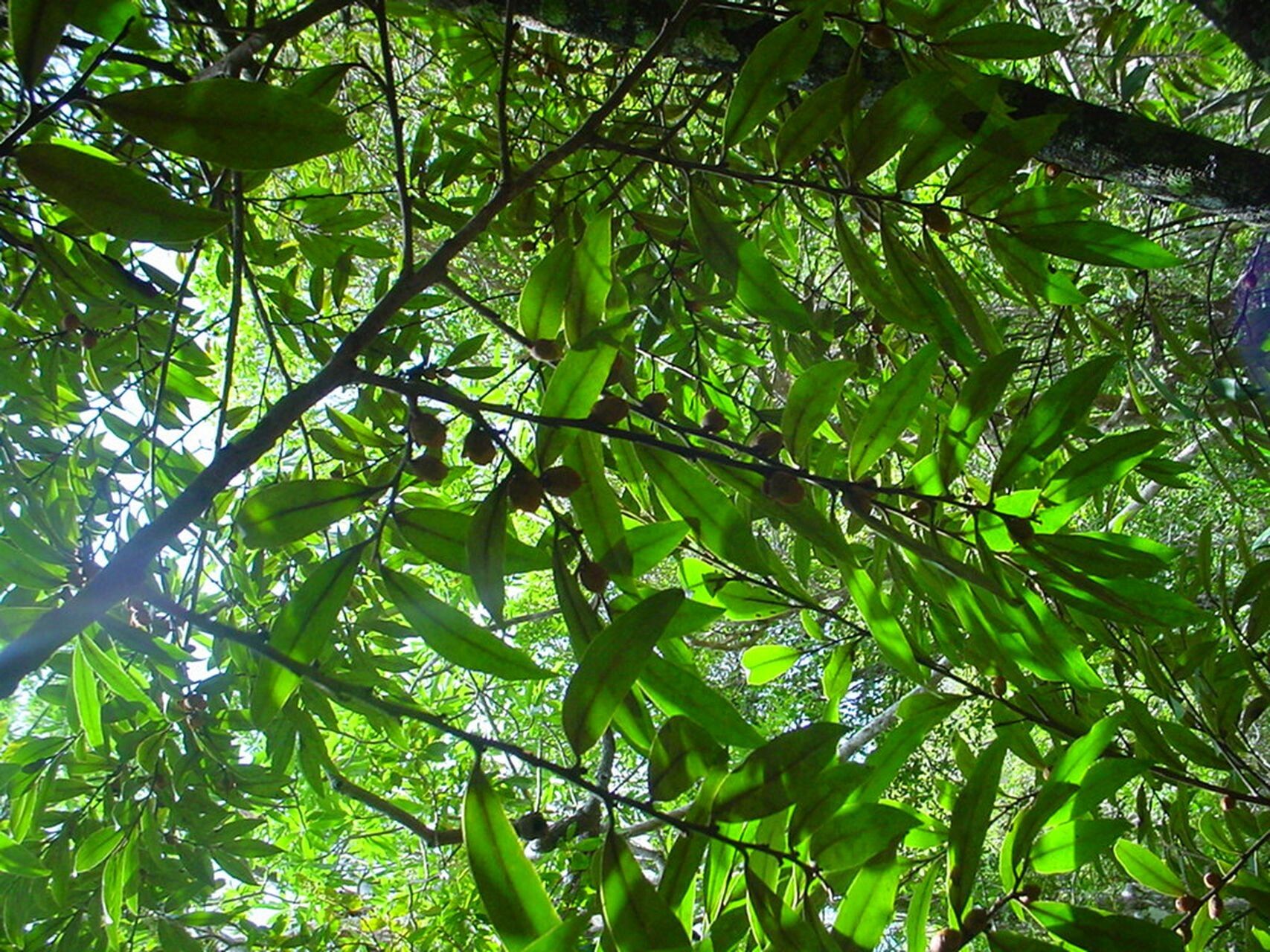 Diospyros labillardierei habit