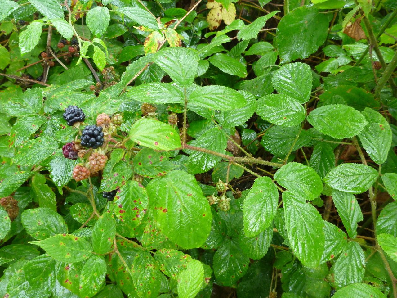 Rubus truncifolius habit