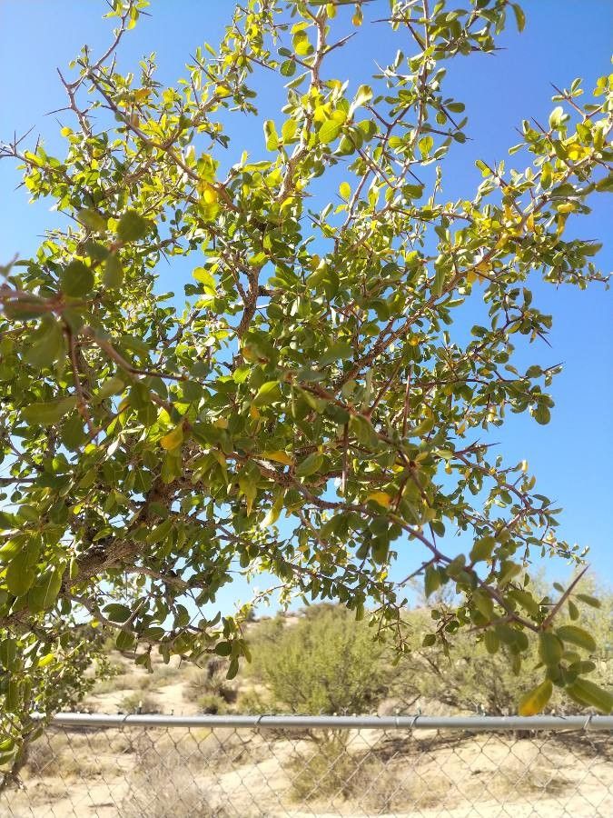 Pseudoziziphus parryi — houseplant care guide