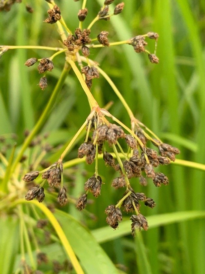 Scirpus pendulus fruit