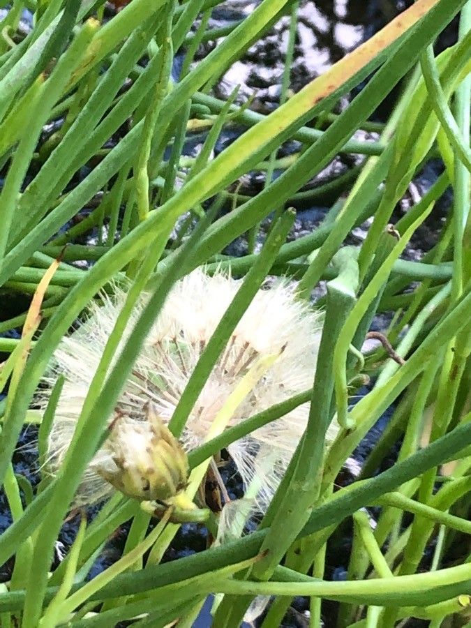Scorzonera fistulosa fruit