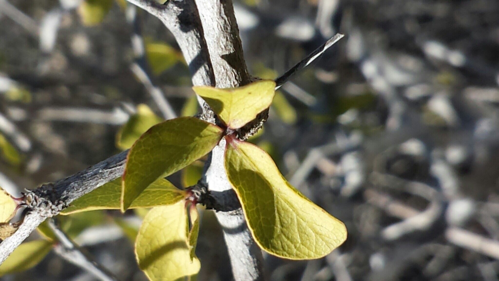 Terminalia divaricata — search result for 'Terminalia'