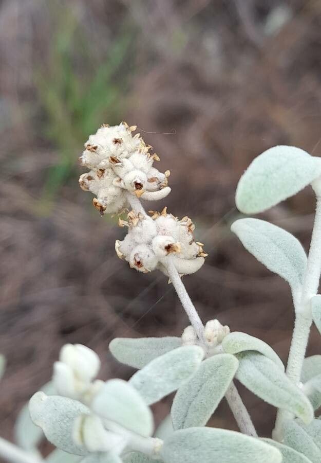 Buddleja cordobensis flower