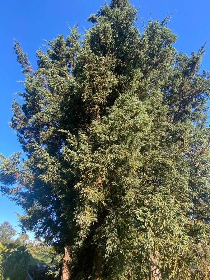 Fitzroya cupressoides flower