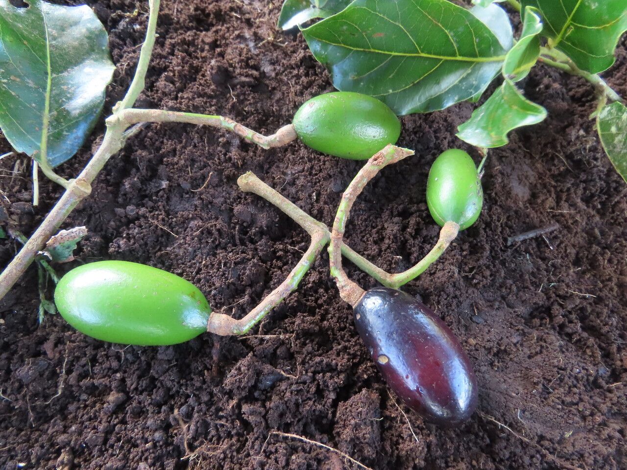 Beilschmiedia pendula fruit