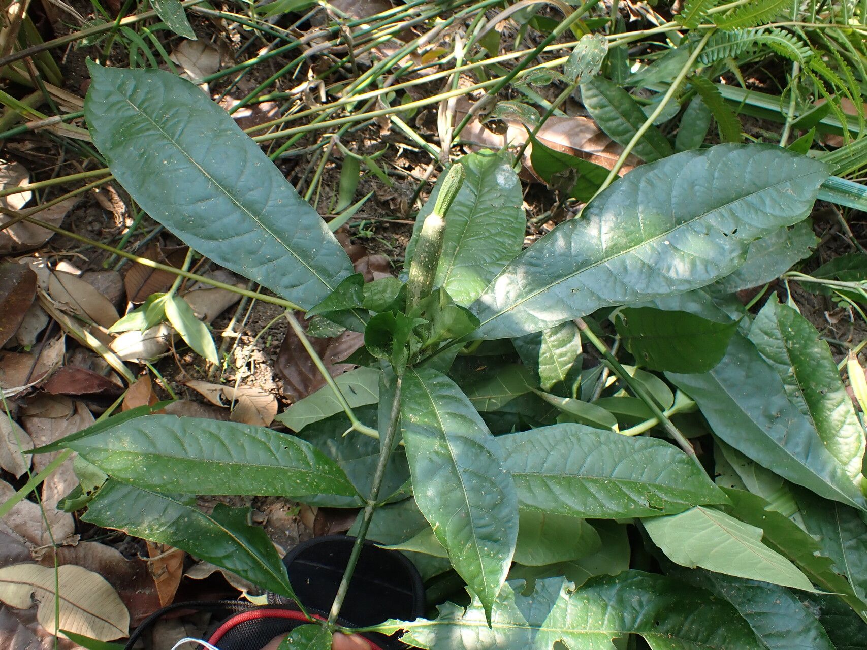 Gardenia leopoldiana habit