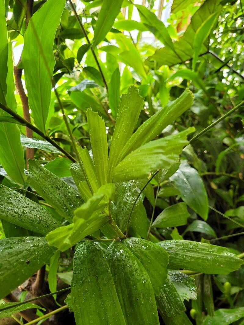 Calamus caryotoides leaf