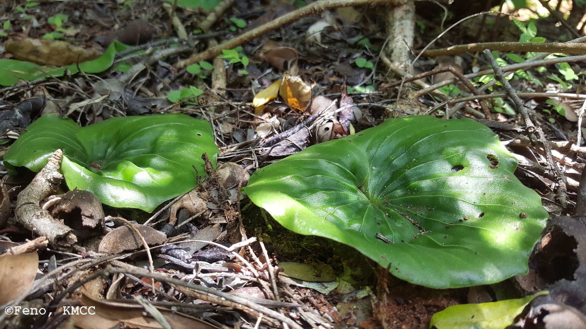 Nervilia renschiana leaf
