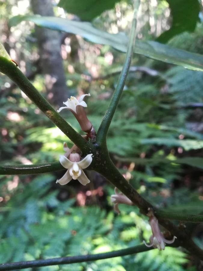 Melicope lasioneura — houseplant care guide