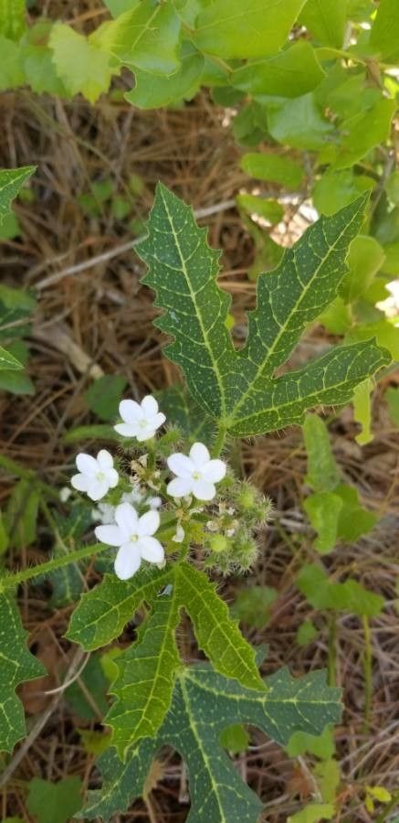 Cnidoscolus angustidens flower