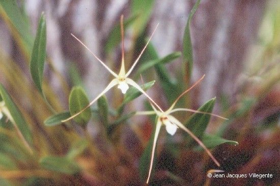 Dendrobium ou-hinnae — houseplant care guide