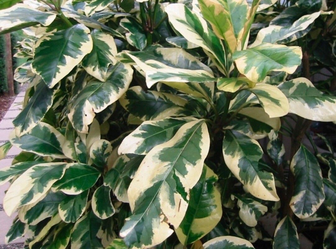 Pisonia umbellifera — search result for 'Nyctaginaceae'