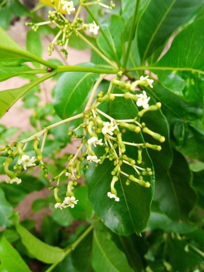 Rauvolfia vomitoria flower