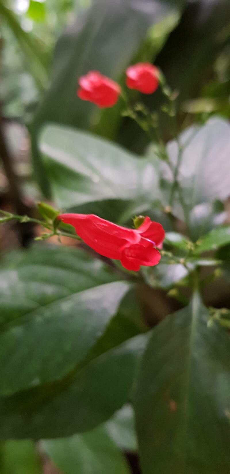 Ruellia brevifolia flower