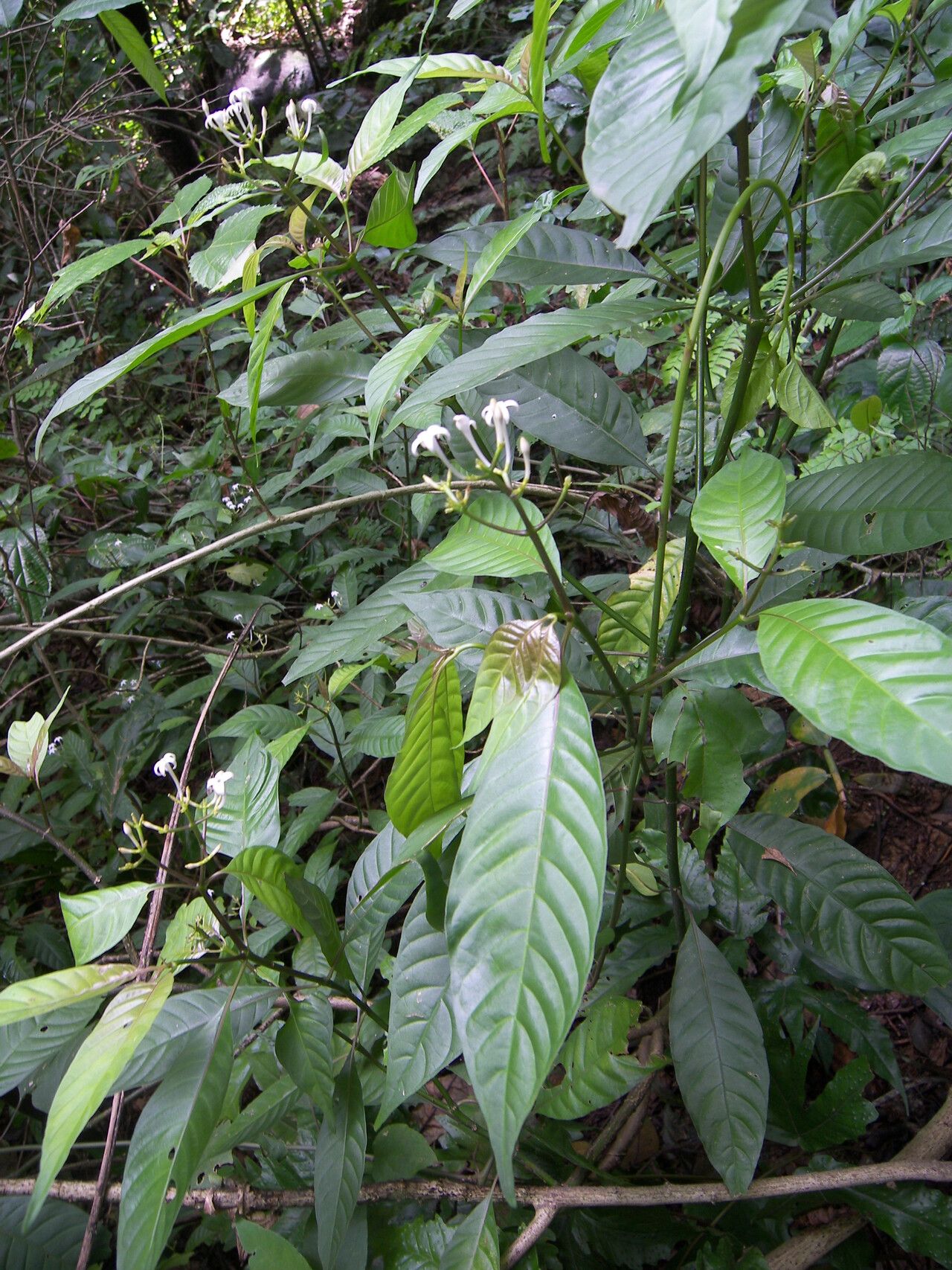 Psychotria costivenia — houseplant care guide