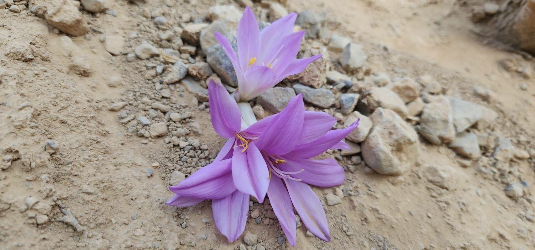 Colchicum persicum flower