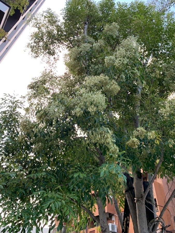 Fraxinus griffithii flower