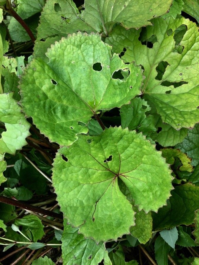 Ligularia sibirica — search result for 'Ligularia'