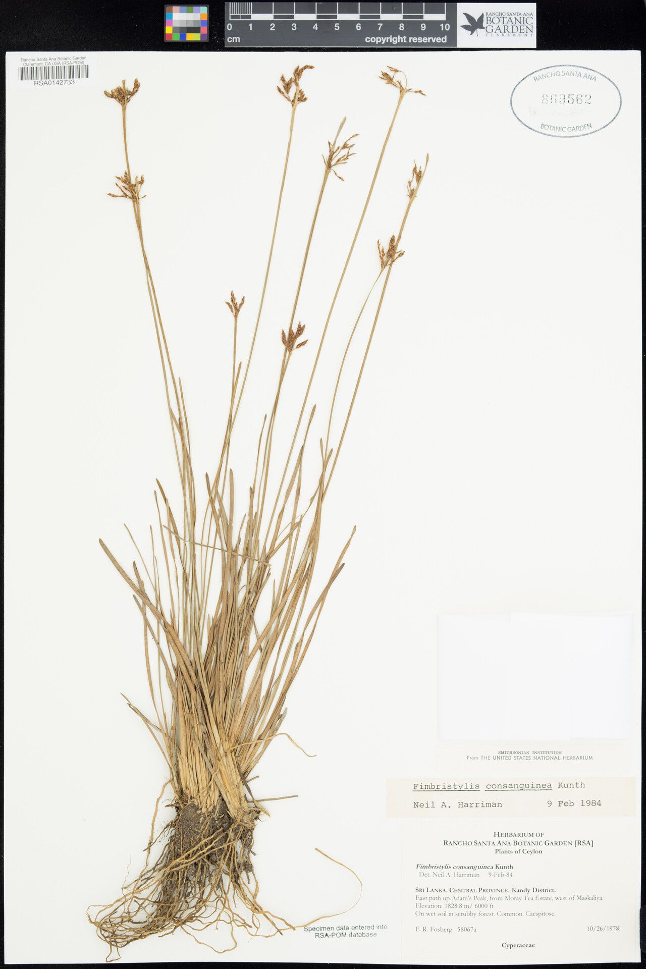 Fimbristylis consanguinea — houseplant care guide