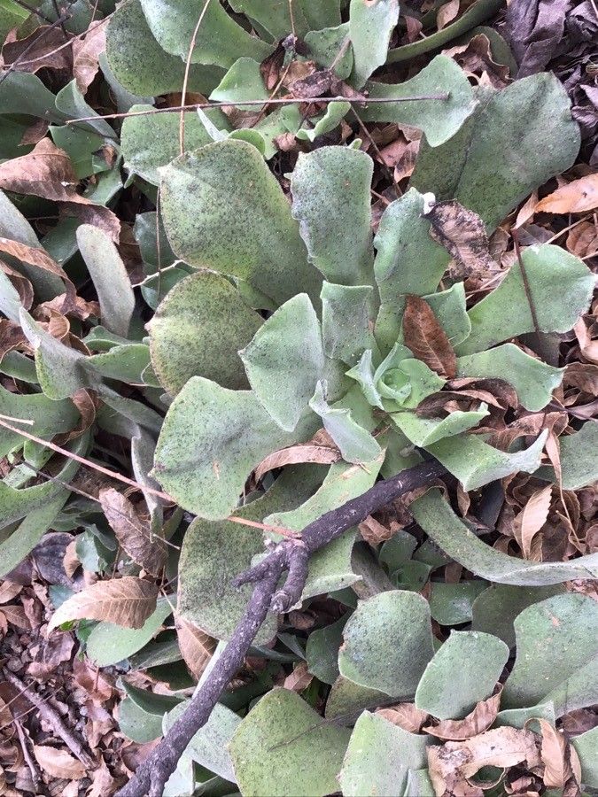 Aeonium virgineum — search result for 'Aeonium'