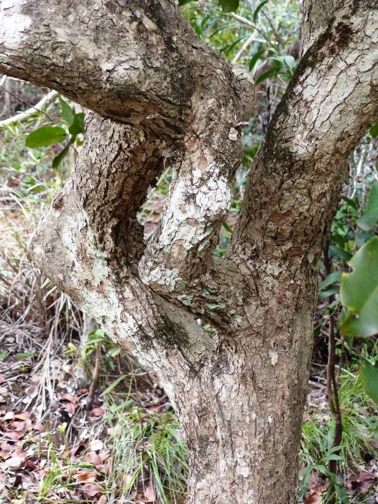 Syzygium sarmentosum bark