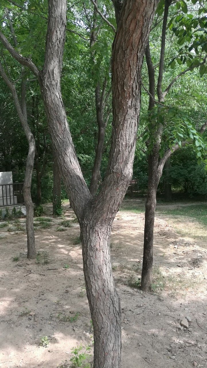 Gymnocladus dioicus bark