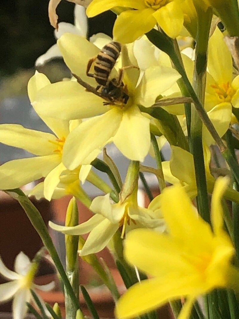 Narcissus × perezlarae flower