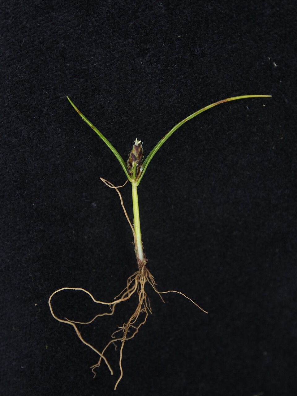 Cyperus sanguinolentus — houseplant care guide