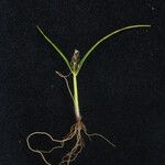 Cyperus sanguinolentus