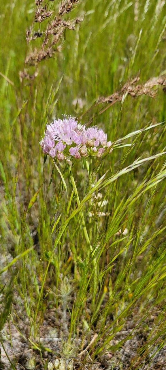 Allium praecox — search result for 'Allium'