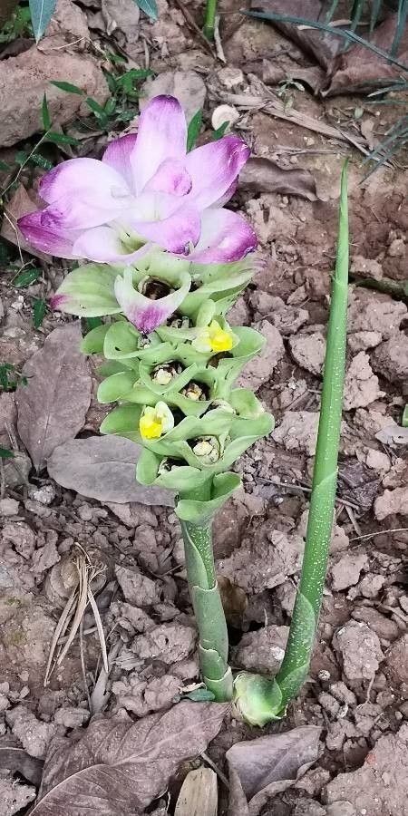 Curcuma aromatica flower