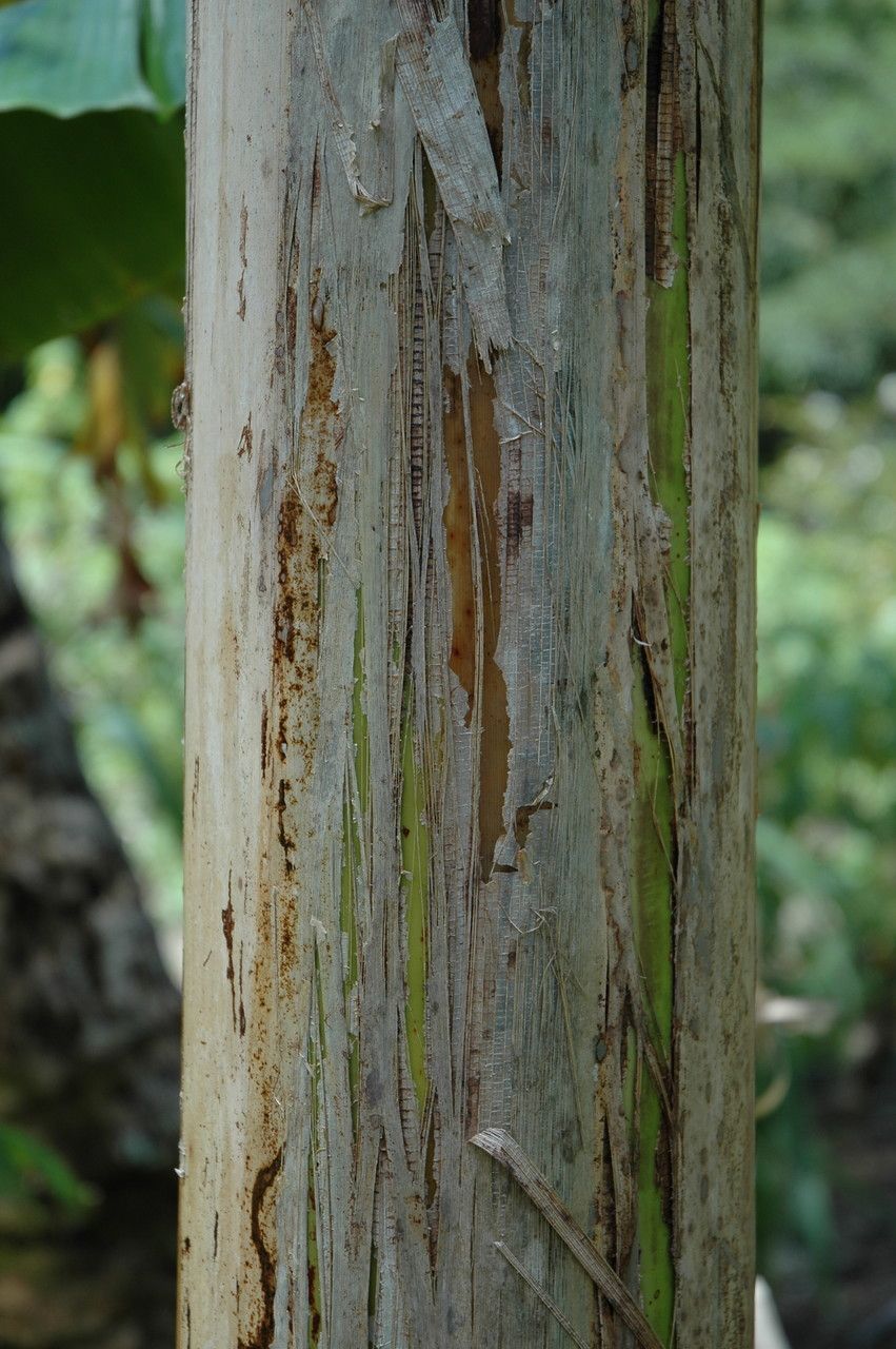 Musa troglodytarum bark
