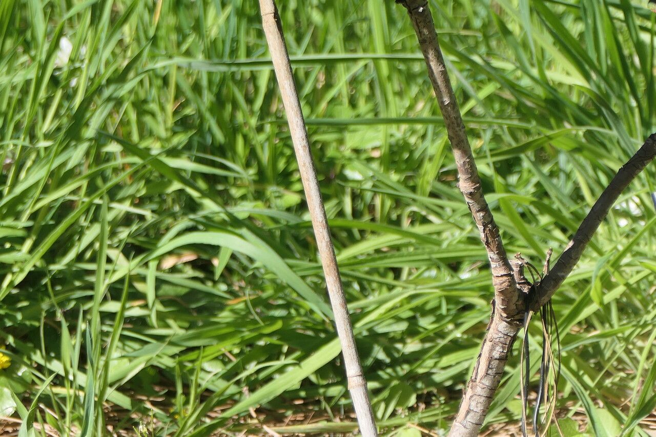 Rhododendron lacteum bark
