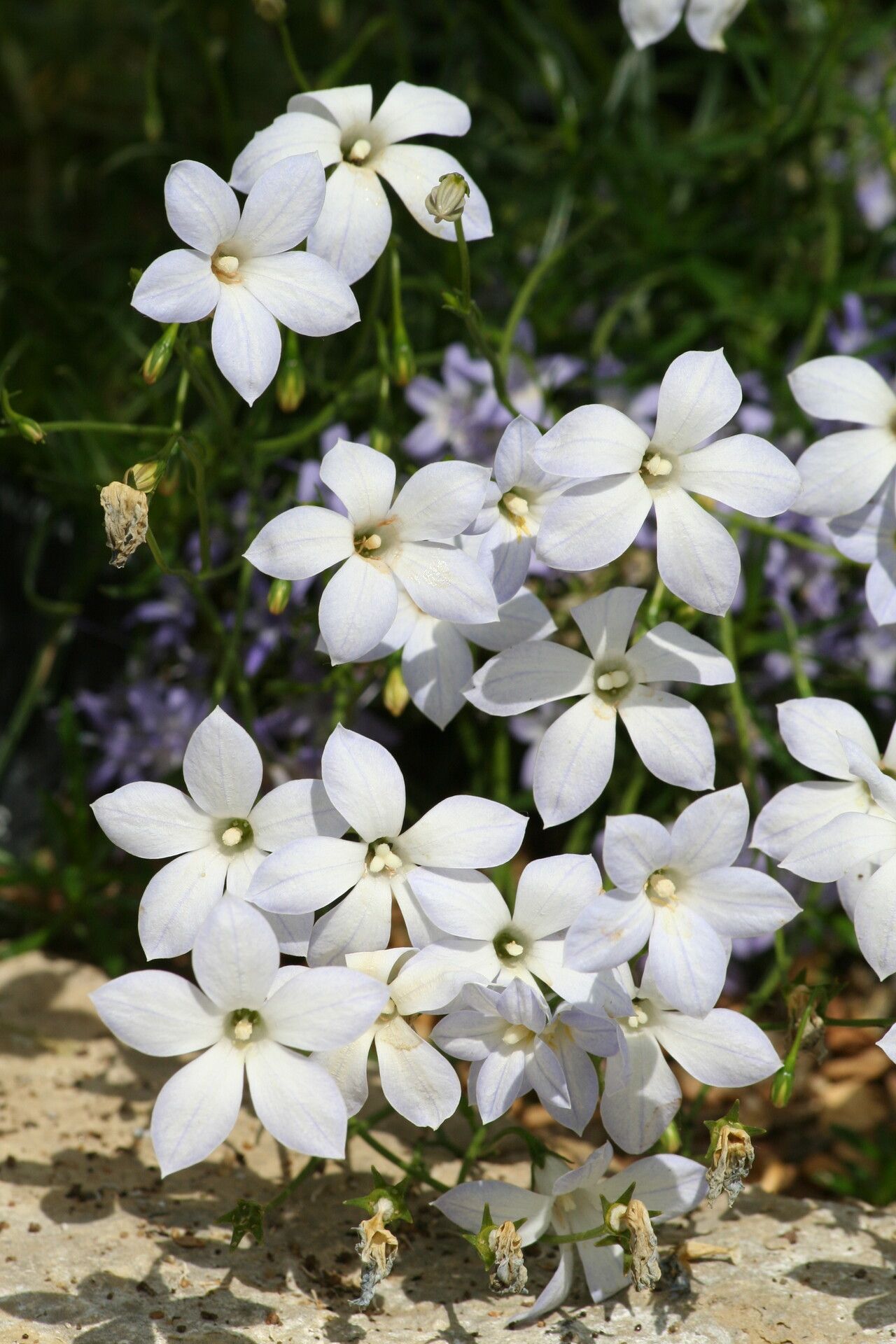 Wahlenbergia matthewsii — houseplant care guide