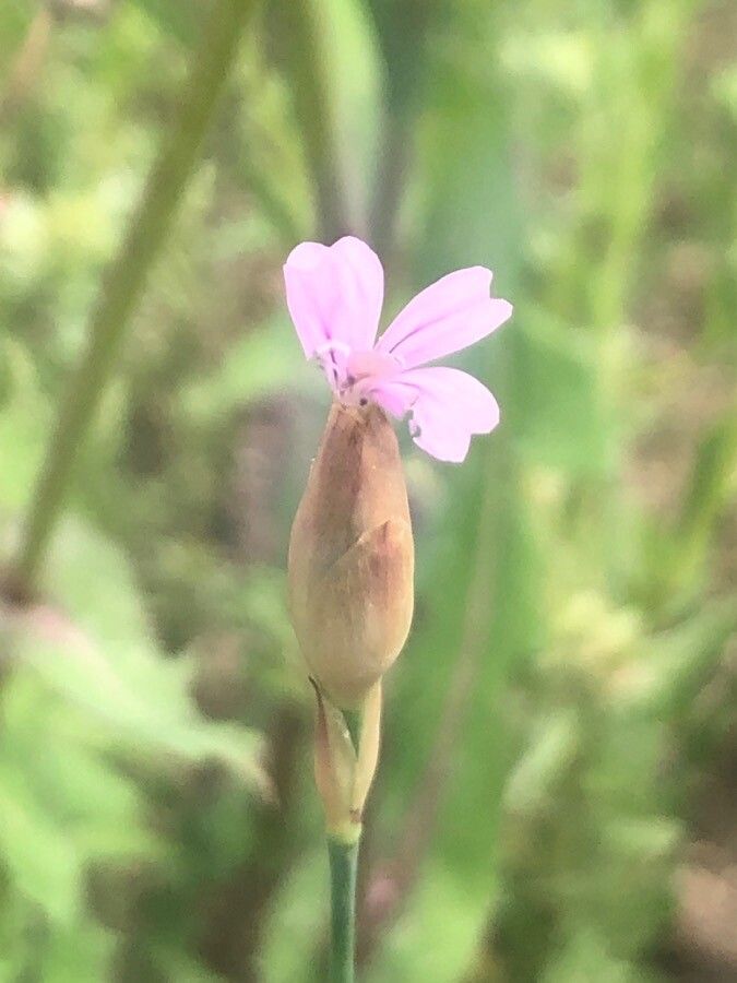 Petrorhagia nanteuilii flower