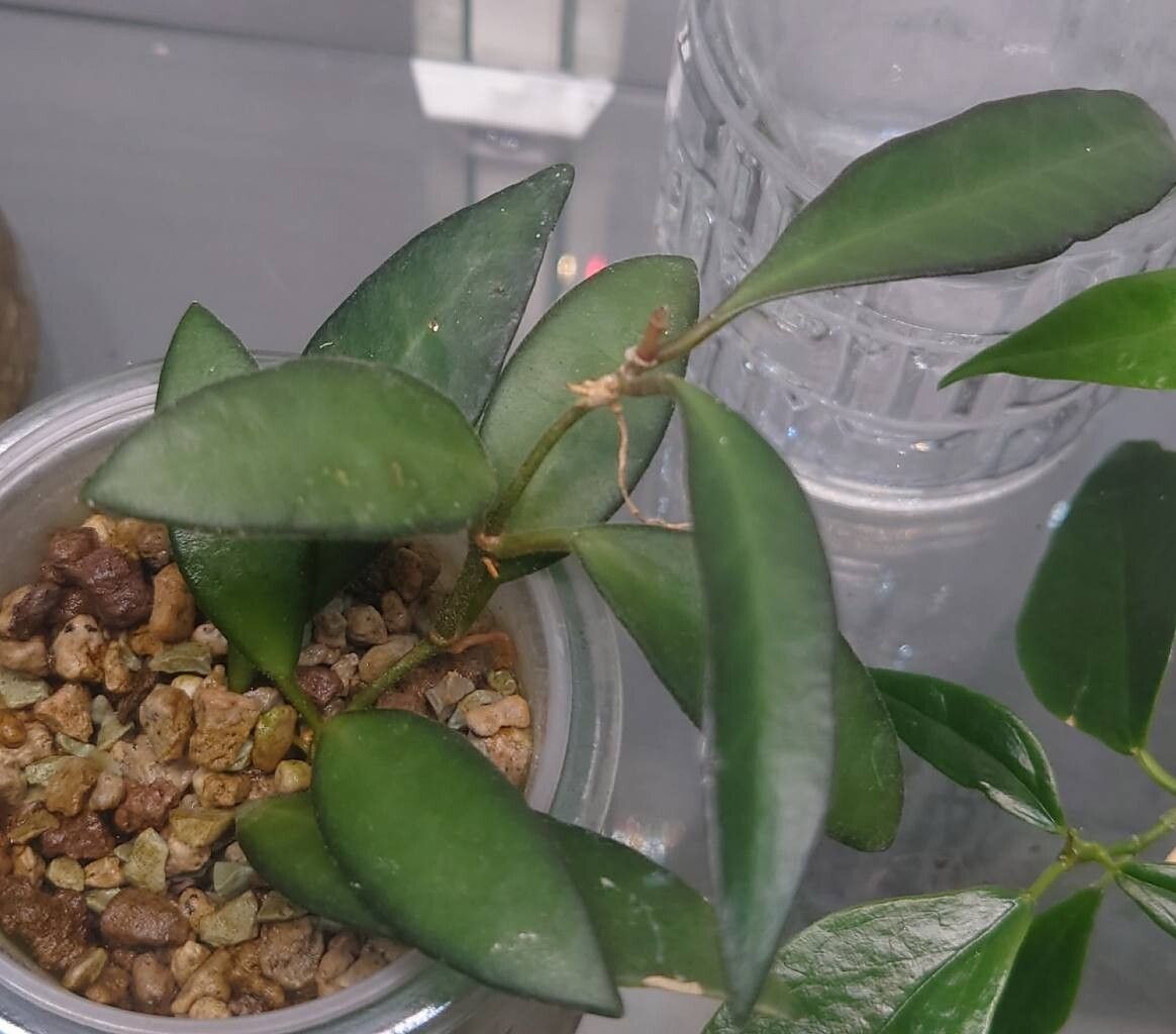 Hoya burtoniae — search result for 'Hoya'