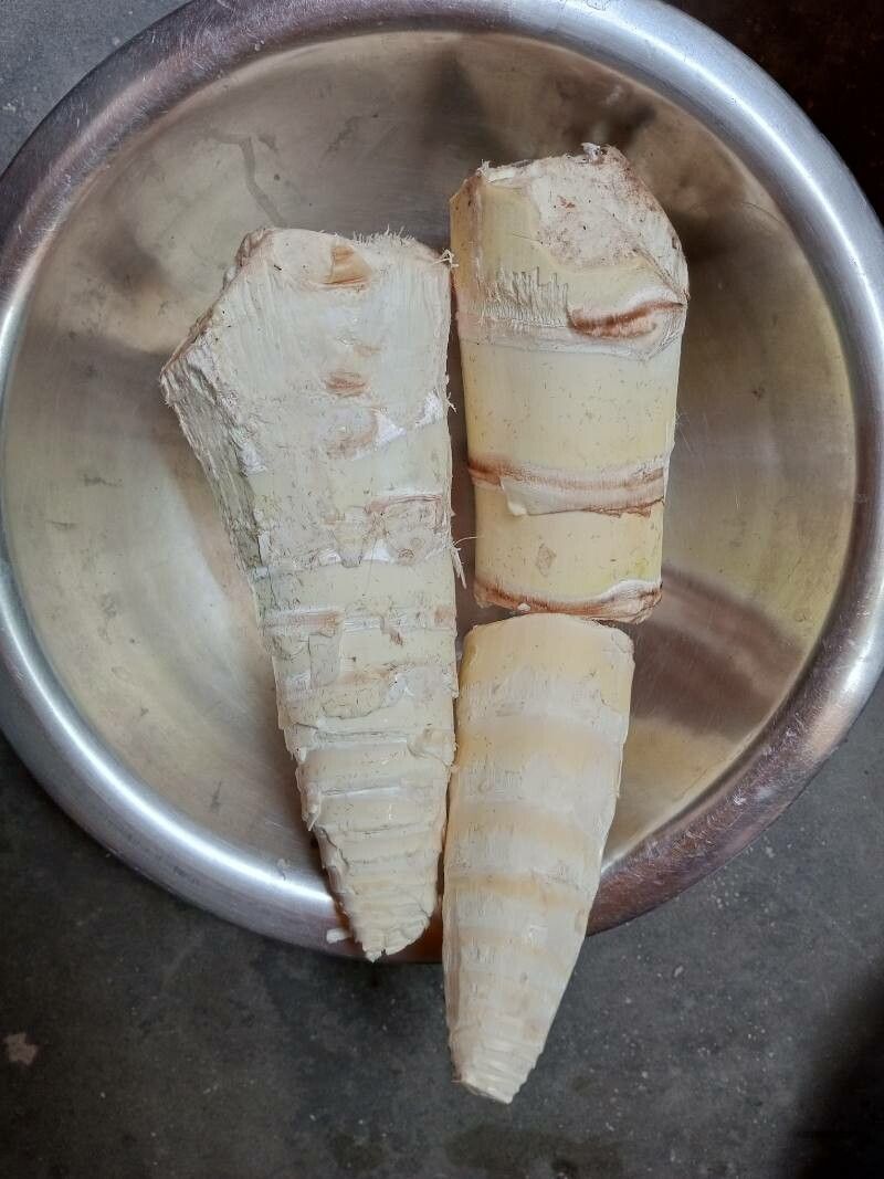 Bambusa vulgaris fruit