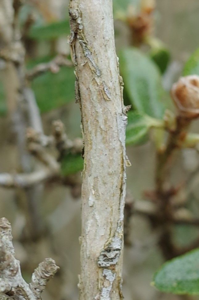 Rhododendron flavidum bark
