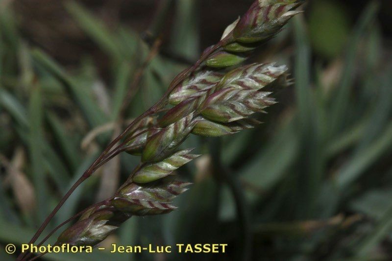Poa molinerii flower