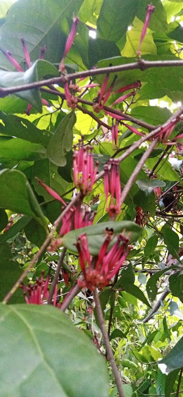 Tapinanthus bangwensis — houseplant care guide