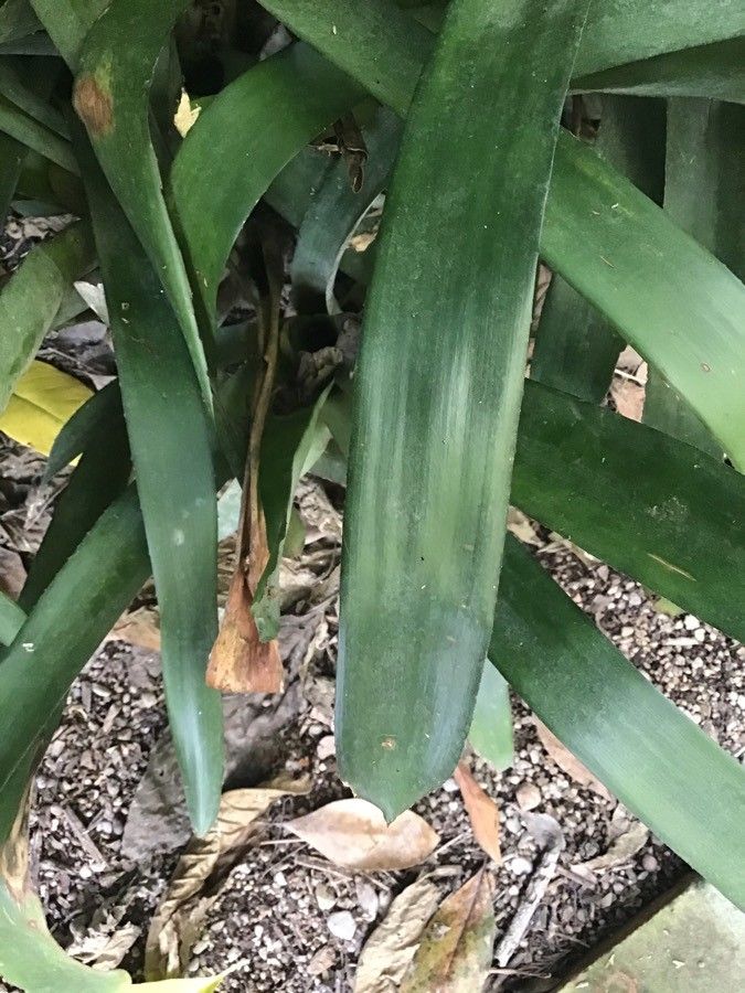 Neoregelia binotii — related species from the same genus