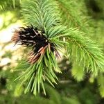 Picea sitchensis