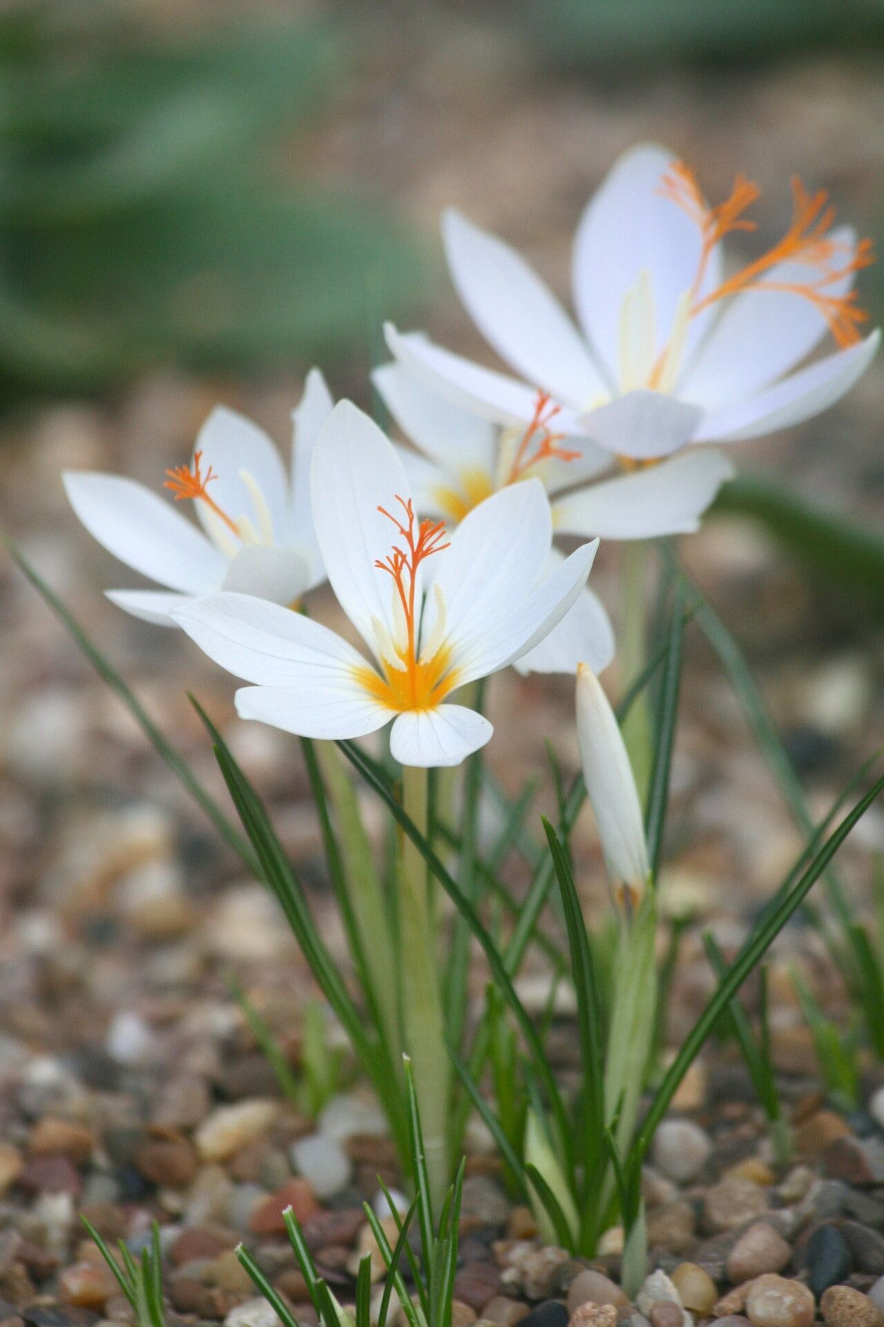 Crocus boryi — houseplant care guide