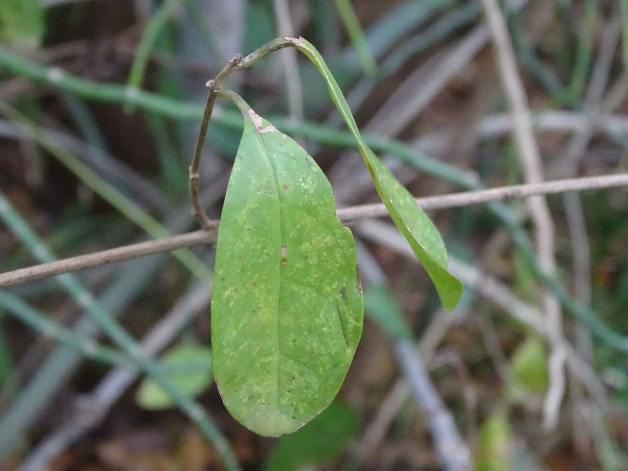 Lawsonia inermis leaf