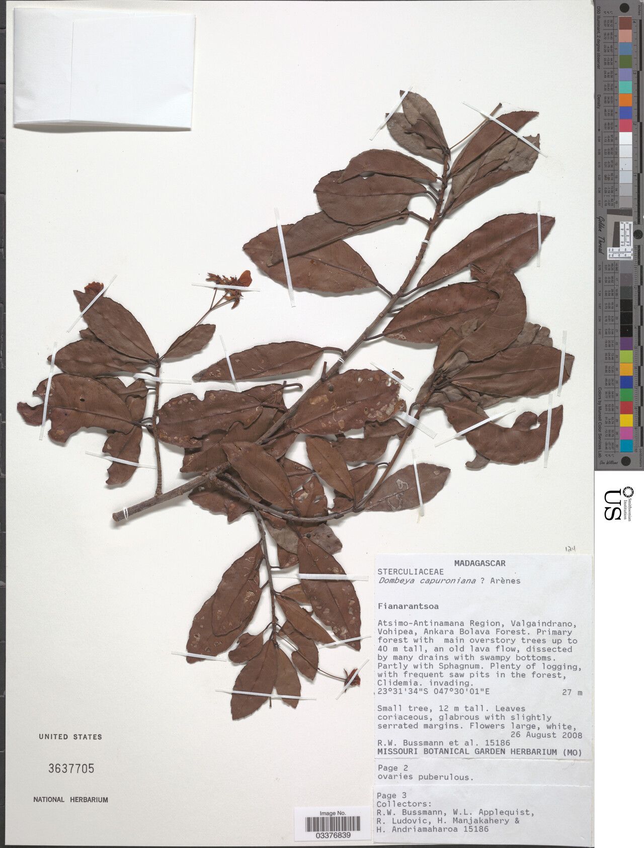 Dombeya capuroniana — houseplant care guide
