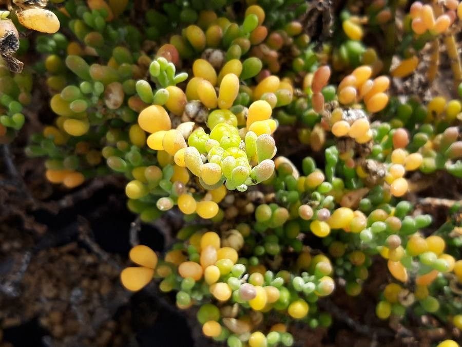 Zygophyllum fontanesii fruit