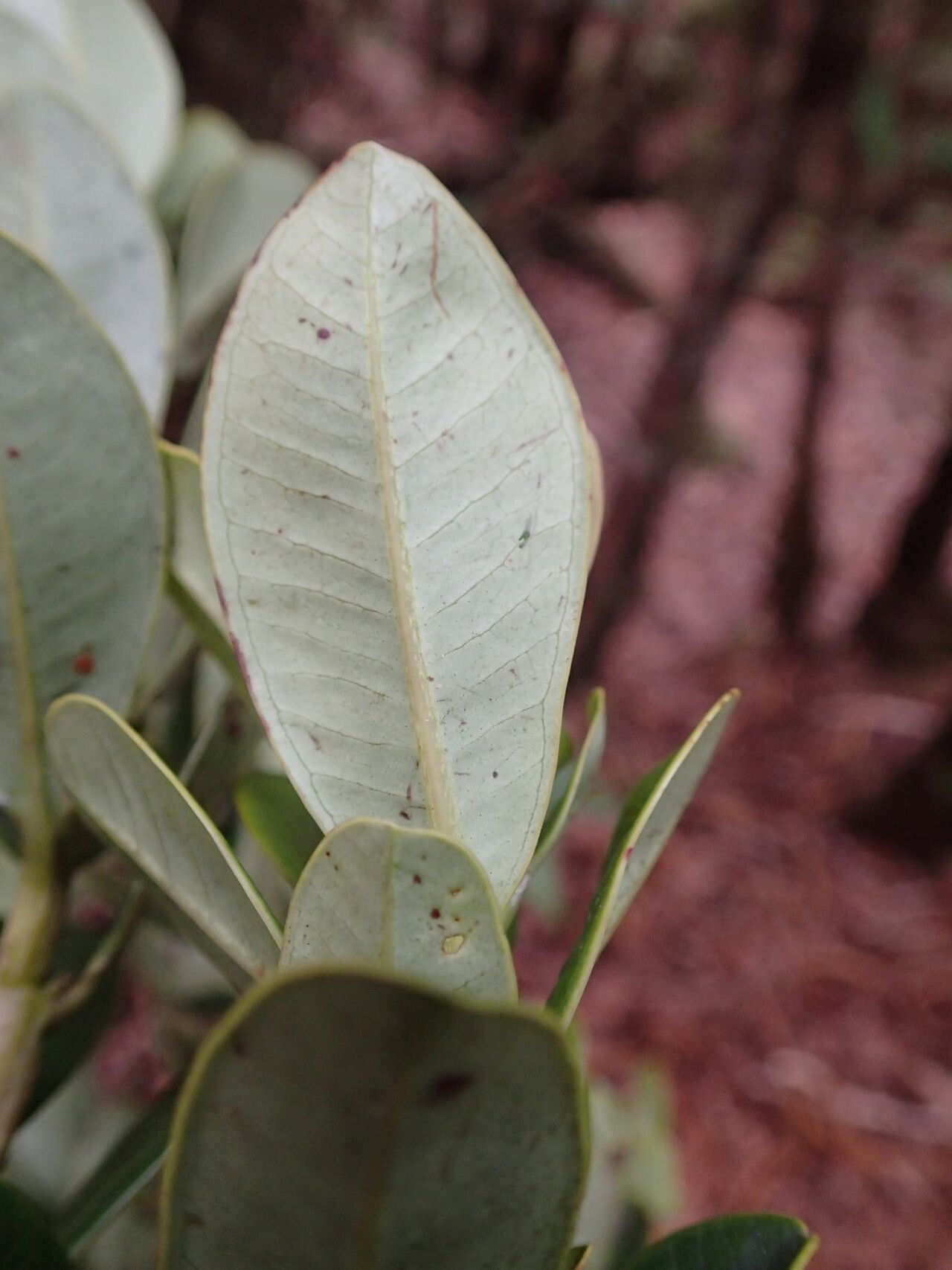 Syzygium tripetalum — houseplant care guide