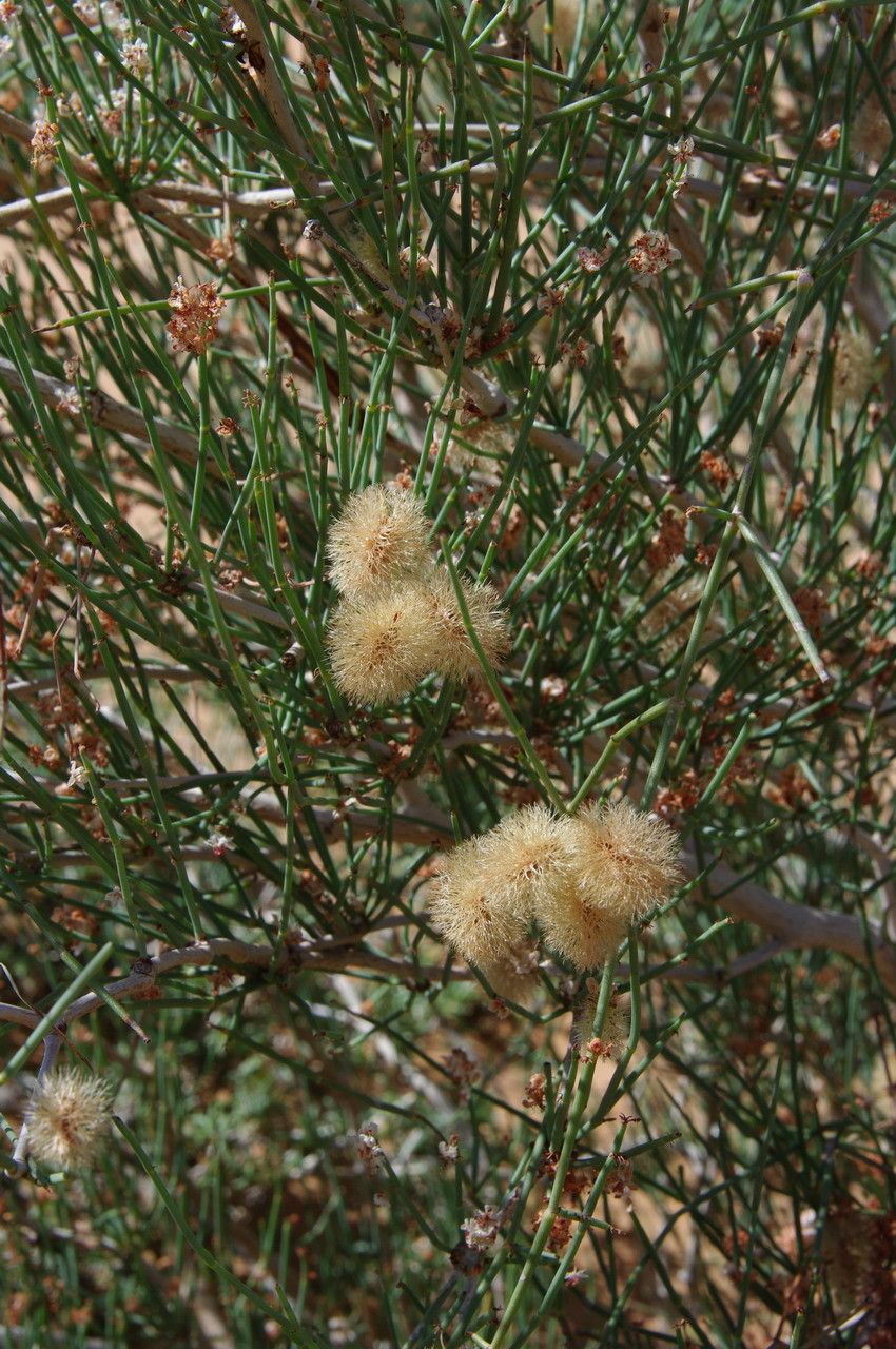 Calligonum polygonoides — related species from the same genus