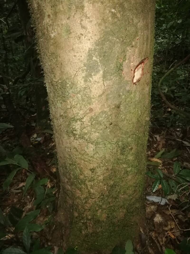 Dialium lopense bark