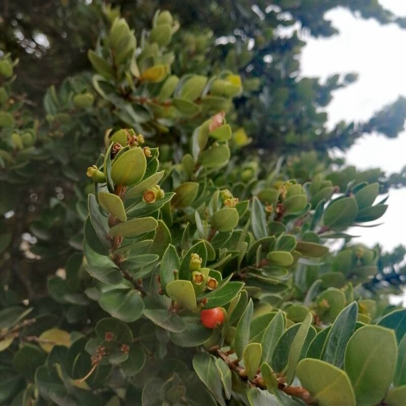Myrcianthes leucoxyla fruit